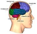 top salespersons brain