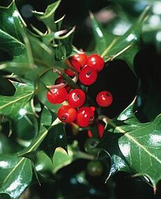 holly