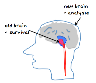 the brain